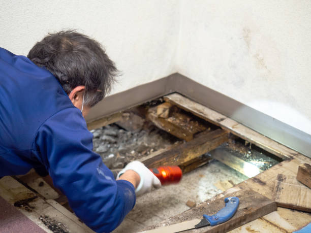 Reliable Quincy, CA Mold Removal Solutions