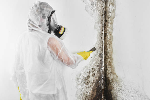 Best Commercial Mold Removal  in Quincy, CA