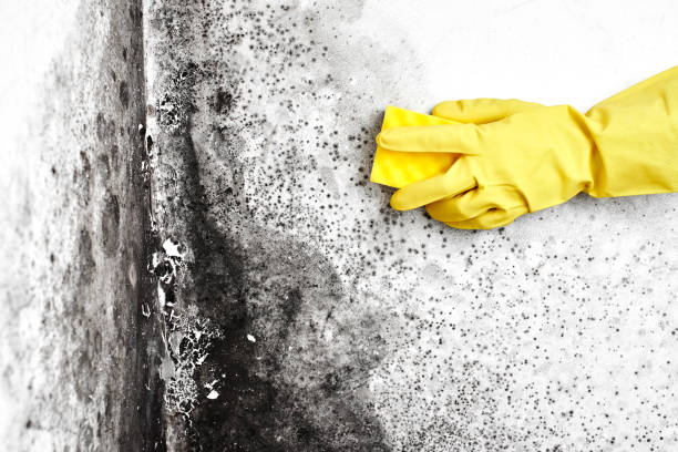 Best Office Mold Removal Services  in Quincy, CA