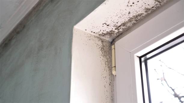 Best Mold Damage Repair  in Quincy, CA