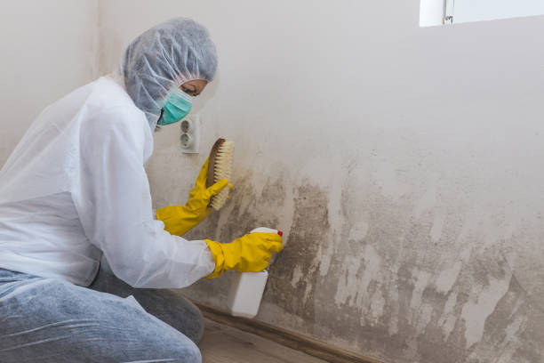 Best Residential Mold Removal  in Quincy, CA