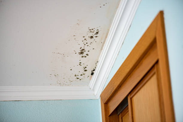 Best Water Damage Restoration  in Quincy, CA