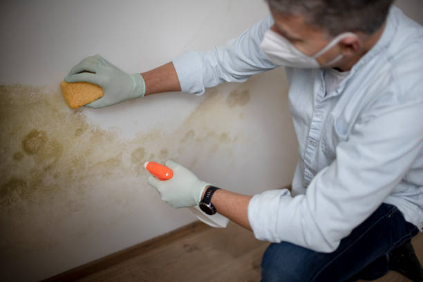 Best Same-Day Mold Removal  in Quincy, CA