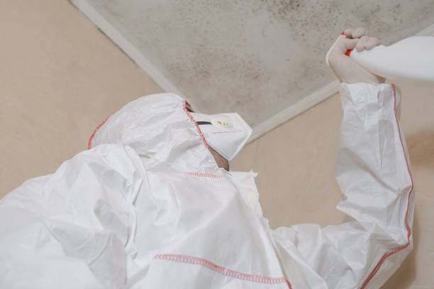 Mold Testing and Removal in Quincy, CA
