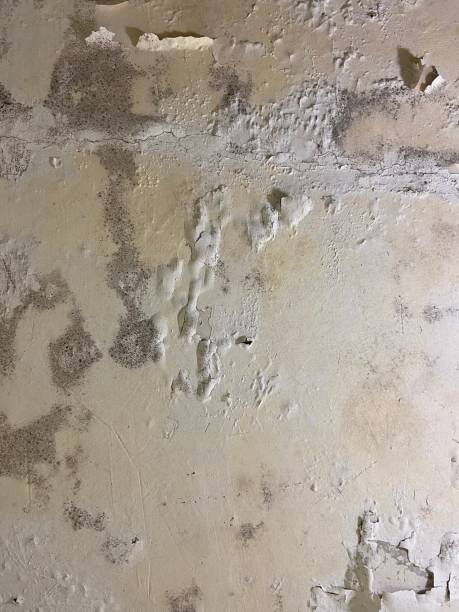 Best Mold Testing and Removal  in Quincy, CA