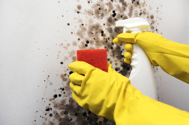 Best Mold Cleaning Services  in Quincy, CA