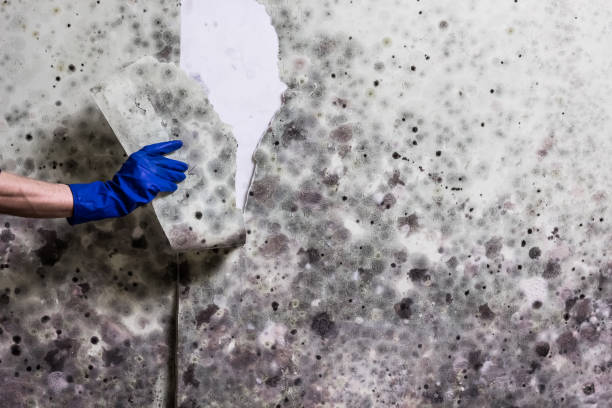 Best Affordable Mold Removal  in Quincy, CA