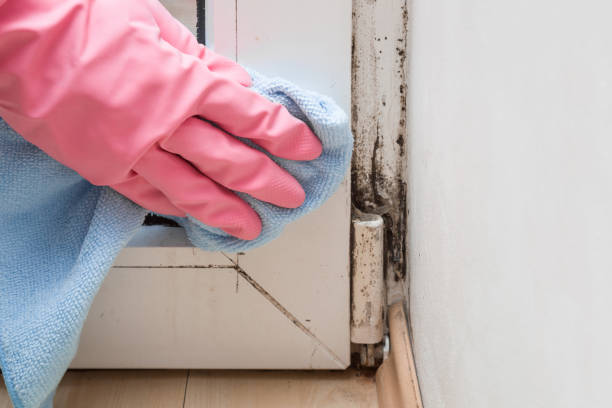 Best Mold Remediation  in Quincy, CA